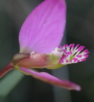 Polygala triquetra, photographed by Nicola van Berkel