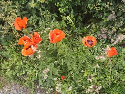 Papaver orientale, photographed by Charlie Farrell