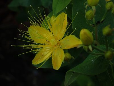 Hypericum hircinum, photographed by Daniel Cahen