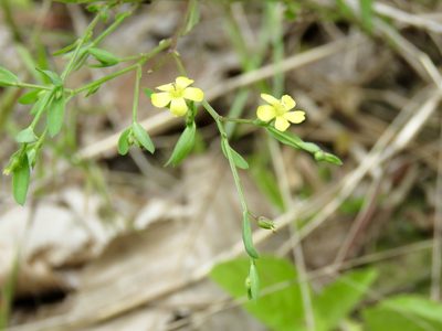 Linum striatum, photographed by Laura Clark