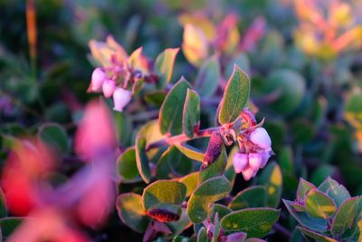 Arctostaphylos cruzensis, photographed by paulexcoff