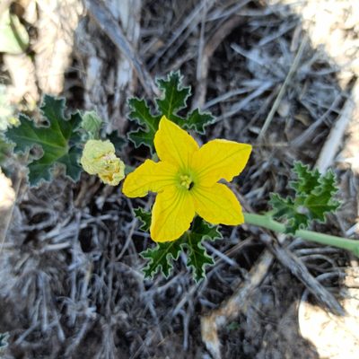 Apodanthera aspera, photographed by Juan Carlos Fonseca Mata