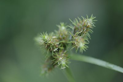 Fuirena simplex, photographed by Eric Knight