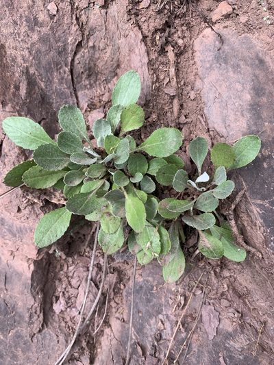 Packera antennariifolia, photographed by Jacob Malcom