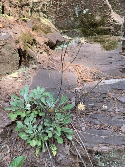Packera antennariifolia, photographed by Jacob Malcom