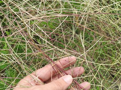 Muhlenbergia paniculata, photographed by Sam Kieschnick