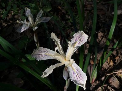 Iris purdyi, photographed by Leah Gardner