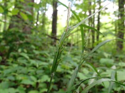 Carex hitchcockiana, photographed by Reuven Martin