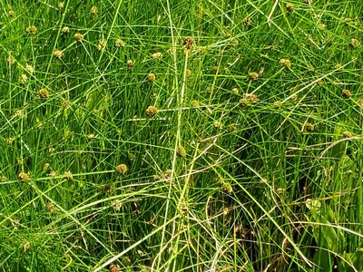 Cyperus blepharoleptos, photographed by Tyler Bishop