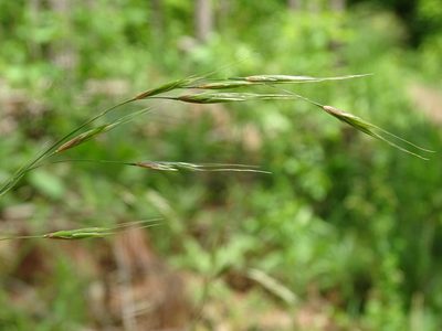 Schizachne purpurascens, photographed by Reuven Martin