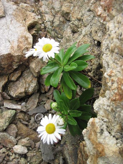 Nipponanthemum nipponicum, photographed by Kristof Zyskowski