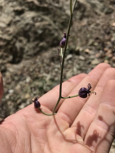 Streptanthus amplexicaulis, photographed by Mike Heine