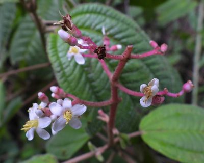 Miconia guatemalensis, photographed by Grete Pasch