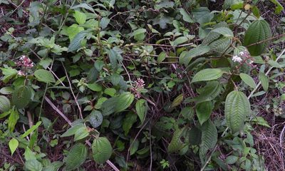 Miconia guatemalensis, photographed by Grete Pasch
