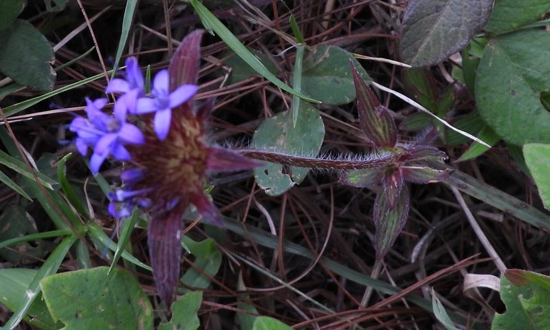 Crusea calocephala, photographed by Grete Pasch