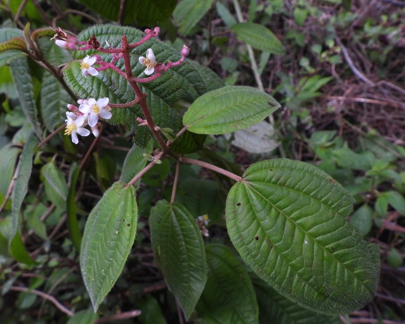 Miconia guatemalensis, photographed by Grete Pasch