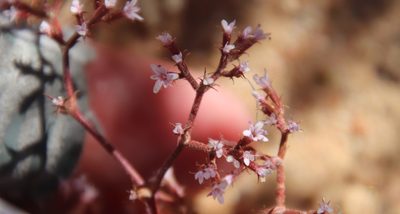 Chorizanthe leptotheca, photographed by Millie Basden