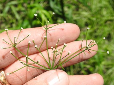 Cynosciadium digitatum, photographed by Sam Kieschnick