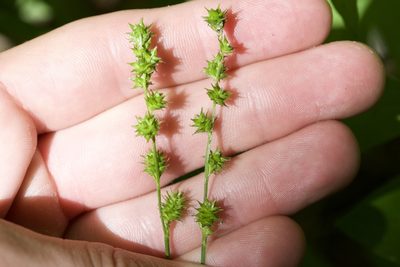 Carex sparganioides, photographed by Owen Strickland
