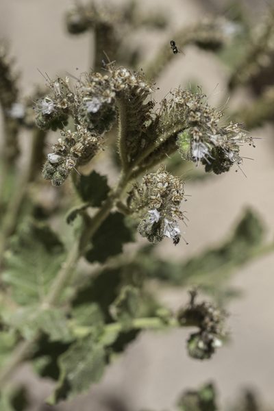 Phacelia pinkavae, photographed by Craig Martin