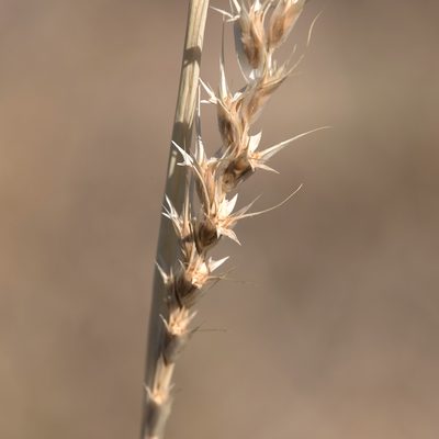 Astrebla lappacea, photographed by Kym Nicolson