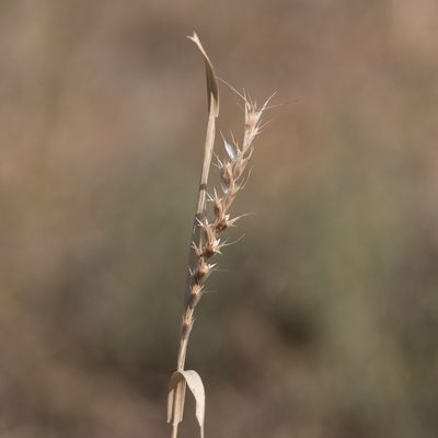 Astrebla lappacea, photographed by Kym Nicolson