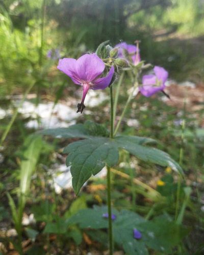 Geranium platyanthum, photographed by Юлия