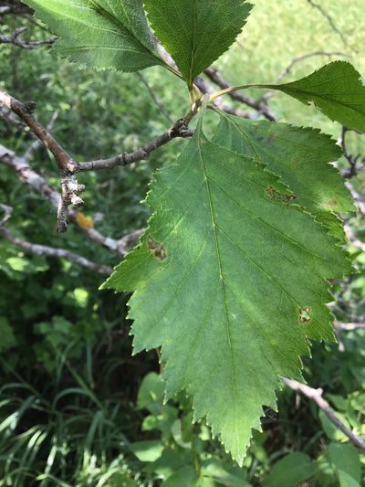 Crataegus chrysocarpa, photographed by infiniteuniverse