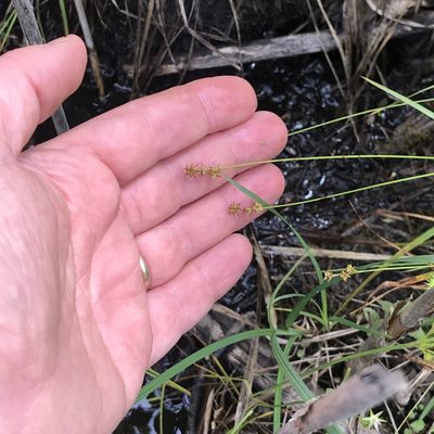Carex interior, photographed by Summit Metro Parks