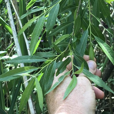 Salix sericea, photographed by Summit Metro Parks
