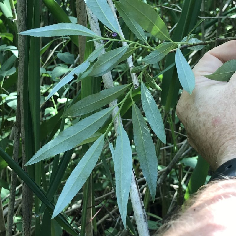 Salix sericea, photographed by Summit Metro Parks