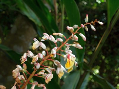 Alpinia formosana