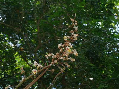 Alpinia formosana, photographed by Jacy Chen