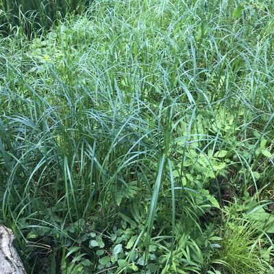 Carex trichocarpa, photographed by Summit Metro Parks