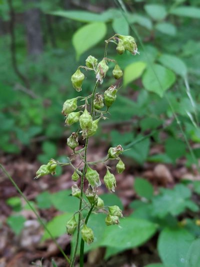 Heuchera alba, photographed by Rhonda Ridley