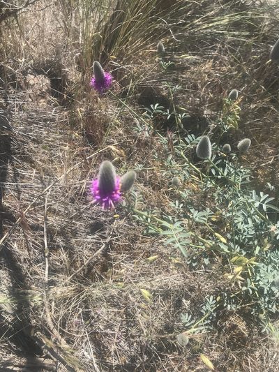 Dalea ornata, photographed by Michael O'Loughlin