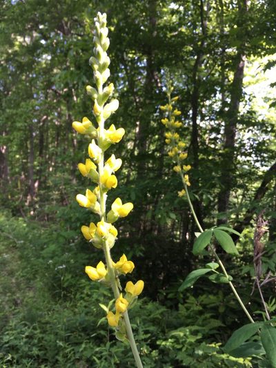 Thermopsis villosa, photographed by Scott Morris