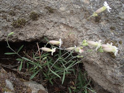 Silene douglasii, photographed by Tom Wainwright