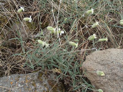 Silene douglasii, photographed by Tom Wainwright