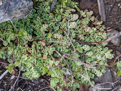 Sedum oregonense, photographed by David Anderson
