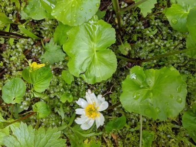 Caltha biflora, photographed by David Anderson