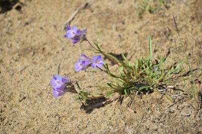 Penstemon gormanii, photographed by Syd Cannings