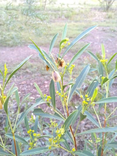 Dodonaea lanceolata, photographed by Tony van Kampen