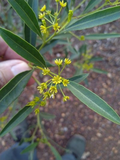 Dodonaea lanceolata, photographed by Tony van Kampen