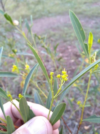Dodonaea lanceolata, photographed by Tony van Kampen