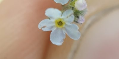 Myosotis imitata, photographed by Yurii Basov