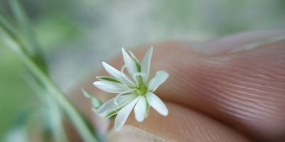 Stellaria palustris, photographed by Yurii Basov