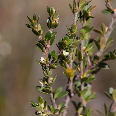 Micrantheum demissum, photographed by Kym Nicolson