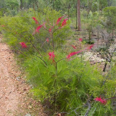 Grevillea dryandri, photographed by Kym Nicolson
