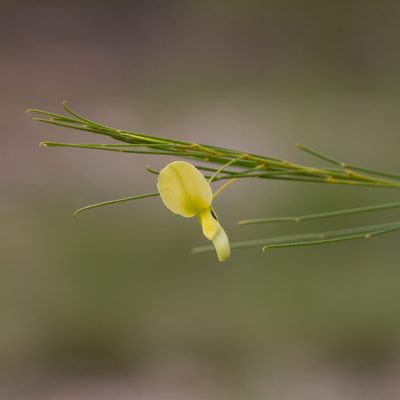 Templetonia hookeri, photographed by Kym Nicolson